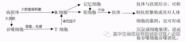 专题09 遗传的物质基础（DNA的结构、复制、转录、翻译）