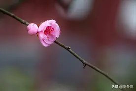 若有一天，我们重逢图片