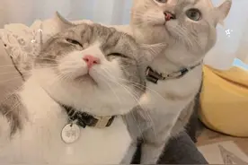 猫咪自拍头像分享图片