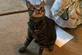 很多宠物主忽视的问题：猫坐过的地方，会被它的肛门弄脏吗？图片