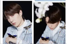 蝴蝶元素到底有多火？图片