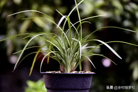 割韭菜养兰法，一年兰花养爆盆，全部都是新苗，特别适合春兰图片