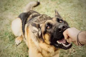 在街头遇到恶狗对你紧追不舍怎么办？教你2招，学会关键时能保命图片