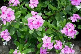 长春花的管理方法，这样养护，花开不断图片