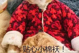 担心橘猫被冻着，奶奶给它穿上珍藏小棉袄，网友：地主家的傻儿子图片