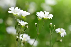 56岁阿姨坦言：当对子女越来越冷淡薄凉时，不是不爱而是真的老了图片