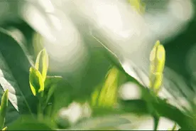 带娃哪里游？乐清这些地方值得一去图片