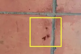 “红蚂蚁”成群结队在体育公园！看着好吓人！它对人体有害吗？图片