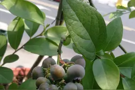 此水果可阳台盆栽，种植难度不大，开花结果多，南方北方都能养图片