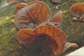 传言久泡的黑木耳，会产生毒素，这种说法有科学依据吗？图片