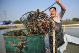 大闸蟹卖不动，草鱼熊市，石斑鱼一天跌3元！发生了啥？图片