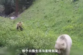 几率五十万分之一，新疆第1次发现野生白色棕熊，为什么是白色的图片