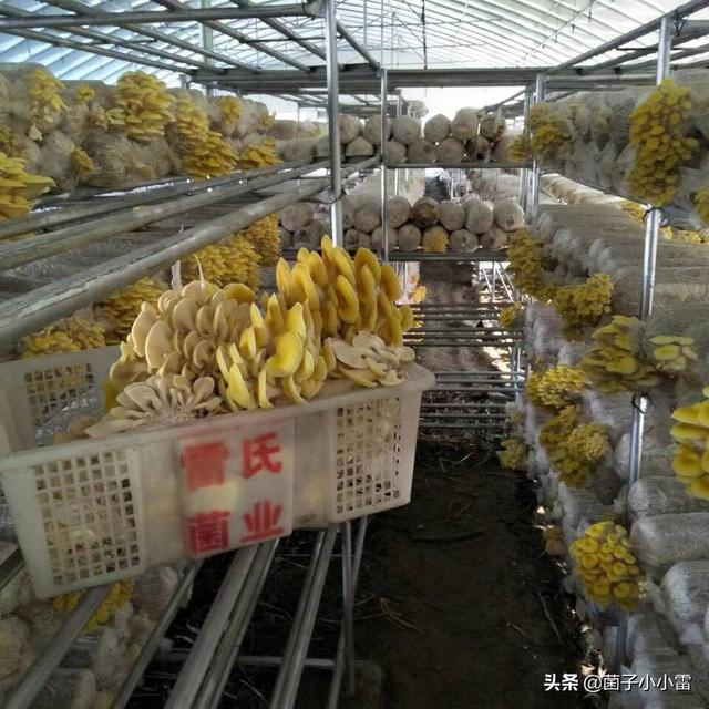 没想到，你是这样的渣渣——食用菌废弃菌渣的循环利用