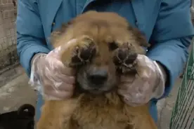 对妻儿不管不顾，对流浪猫狗却百般呵护，家人与动物，他选择动物图片