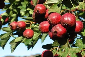 山楂的高产种植管理技巧图片