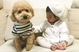 “性格最好”的7种狗，有小孩家庭也能养，太“香”了图片