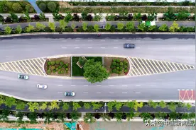 西安：263岁最牛“钉子树”城市为其绕道修路图片