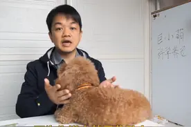狗狗喜欢扑人可能就是主人教的，如何防止被大型犬扑倒？图片