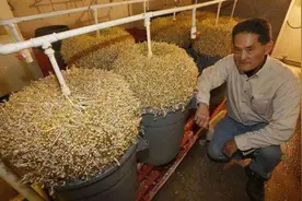 日本农民“发豆芽”，要不是亲眼见到，都不知道还有这种方法图片