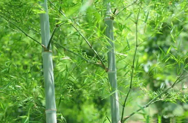 竹子有26种，详解，配图