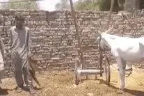 巴基斯坦一头驴参与赌博被捕：名字遭曝光，“羞愧”得低下头图片