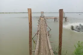 池塘如何实现鱼虾混养图片