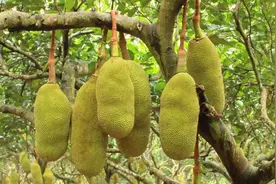 兴隆热带植物园菠萝蜜冬日生存秘笈图片