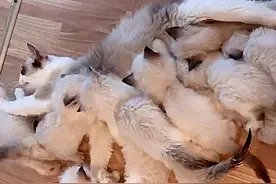 猫咪第一次怀孕，产下幼崽后整个猫都不好了：还能塞回去吗？图片