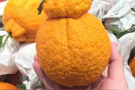 买丑柑就得挑“母”的，皮薄甘甜又多汁，教你4招，公母一看便知图片