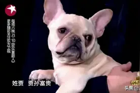 警惕！​飞机托运狗狗发生窒息事件，贾玲家的法斗同样遭遇图片