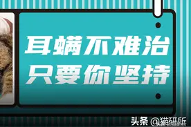 别再瞎用药了！猫咪耳螨，治疗真的很简单图片