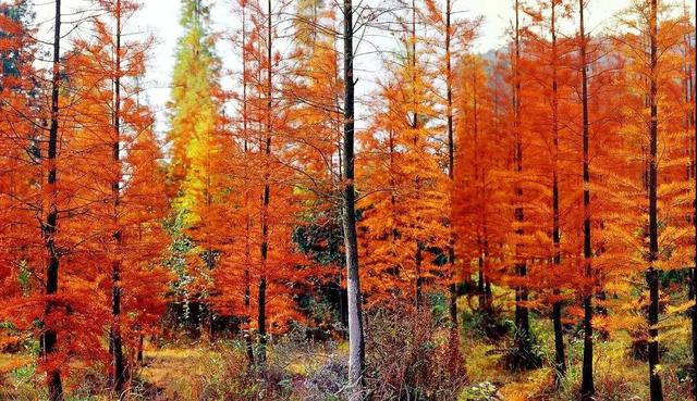 只有10%广东人才知道的粤北“云海天池红叶”，让人一眼沦陷