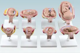 孕期胎儿到底怎么发育的？9张图带您看懂发育全过程，真不容易图片