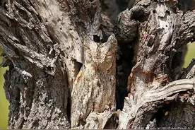 16个消失在了图片里的动物隐藏高手，你能看出它们躲藏在哪里吗？图片
