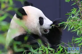 你知道吗？这些可爱的动物们，正在面临着从世界上消失的危险图片