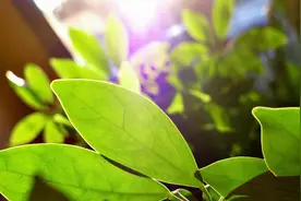 秋季换盆也不能大意，换盆注意要点要掌握，避免植株死翘翘图片