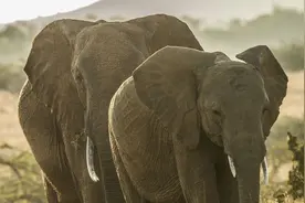 世界大象日 | 关于非洲象你应该了解的一些事实图片