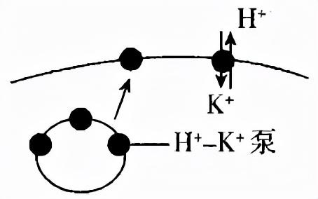 2022届高三开学摸底考试生物试卷（河北卷）