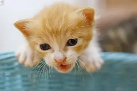 300万粉丝的兔兔爸，“绑架”流浪猫的做法有点了不起图片