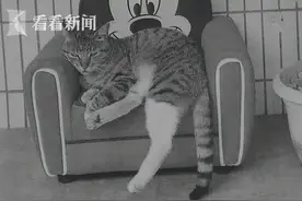 “我送外卖压力很大，摔只猫发泄一下。”图片