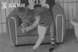 “我送外卖压力很大，摔只猫发泄一下。”图片
