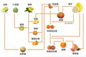 橘子家族这错综复杂的混乱私生活，堪比古希腊神话故事图片
