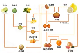 橘子家族这错综复杂的混乱私生活，堪比古希腊神话故事图片
