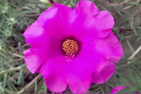 初中生上语文课在讲台唱起歌，老师竟不制止他……图片