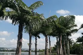 弥勒旅居养老，为什么女士多？看完幸福中有心酸图片