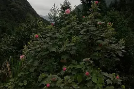 《菜根谭》：真正高层次的人都懂得严于律己，宽以待人图片