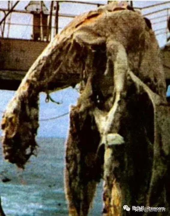 不可思议的神秘动物（四）