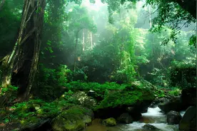 消失128年！极危物种重现云南天坑，科学家正抢救性采集图片