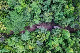云南大象为何集体迁徙？有受伤野象或幼崽的野象群最危险图片