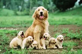 狗为什么会近亲繁殖？难道狗成年后，认不出自己的母亲了？图片